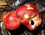 Leucopaxillus gracillimus image