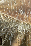 Spinellus fusiger image