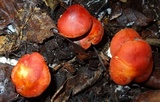 Leucopaxillus gracillimus image