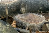 Spinellus fusiger image