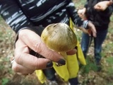 Tricholoma sejunctum image