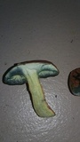 Boletus frostii image