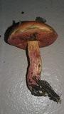 Boletus frostii image