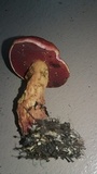 Boletus frostii image