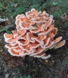 Laetiporus cincinnatus image
