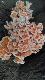 Laetiporus cincinnatus image