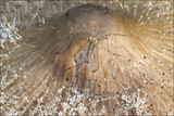Spinellus fusiger image