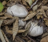 Agaricus deardorffensis image