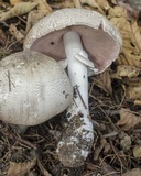 Agaricus deardorffensis image