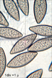 Spinellus fusiger image