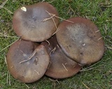 Suillus luteus image