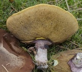 Suillus luteus image