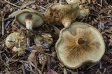 Paxillus cuprinus image