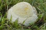 Amanita muscaria var. flavivolvata image