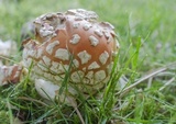 Amanita muscaria var. flavivolvata image