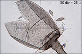 Spinellus fusiger image