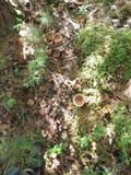 Lactarius helvus image