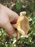 Lactarius helvus image