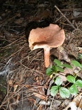 Lactarius helvus image
