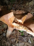 Lactarius helvus image