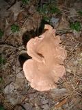 Lactarius helvus image