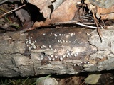 Helicogloea compressa image