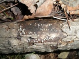 Helicogloea compressa image
