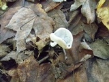Helvella macropus image