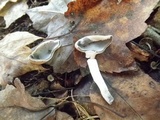 Helvella macropus image