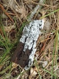 Ceratiomyxa fruticulosa var. fruticulosa image