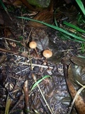 Mycetinis scorodonius image