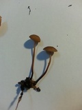 Mycetinis scorodonius image