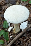 Amanita rhopalopus image