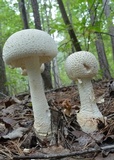 Amanita rhopalopus image