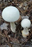 Amanita rhopalopus image