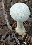 Amanita rhopalopus image