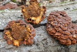 Globifomes graveolens image