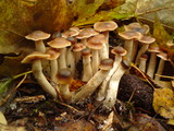 Psilocybe serbica image