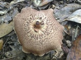 Sarcodon imbricatus image