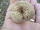 Sarcodon imbricatus image
