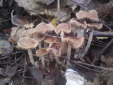 Psilocybe serbica image