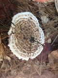 Amanita hesleri image
