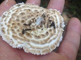 Amanita hesleri image