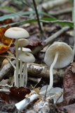 Entoloma subserrulatum image