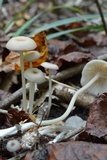 Entoloma subserrulatum image