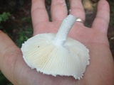Amanita hesleri image