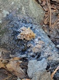 Scorias spongiosa image