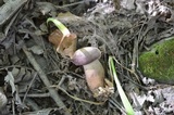 Tylopilus rubrobrunneus image