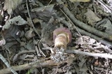 Tylopilus rubrobrunneus image