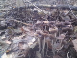 Psilocybe serbica image